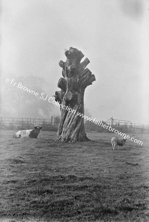 ST MARYS ABBEY (CISTERCIAN NUNS)  OLD TREE (SPANISH CHESTNUT)